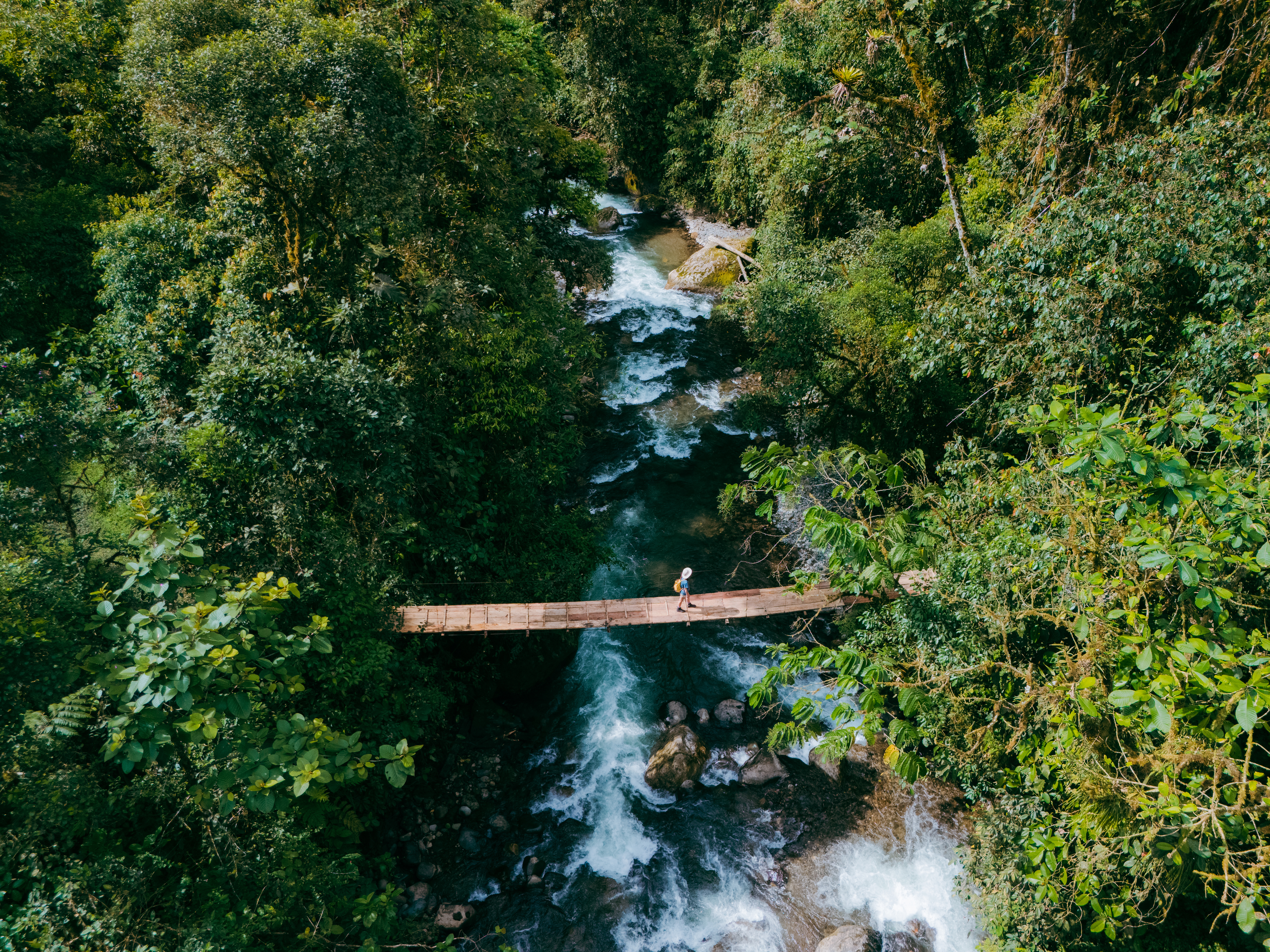 Jungle