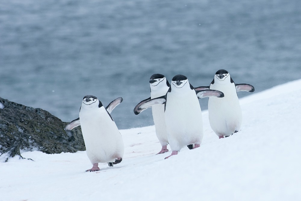 Chinstrap Penguins have been given the nickname Stonebreaker Penguins due to the loud shrieking noises they make 
