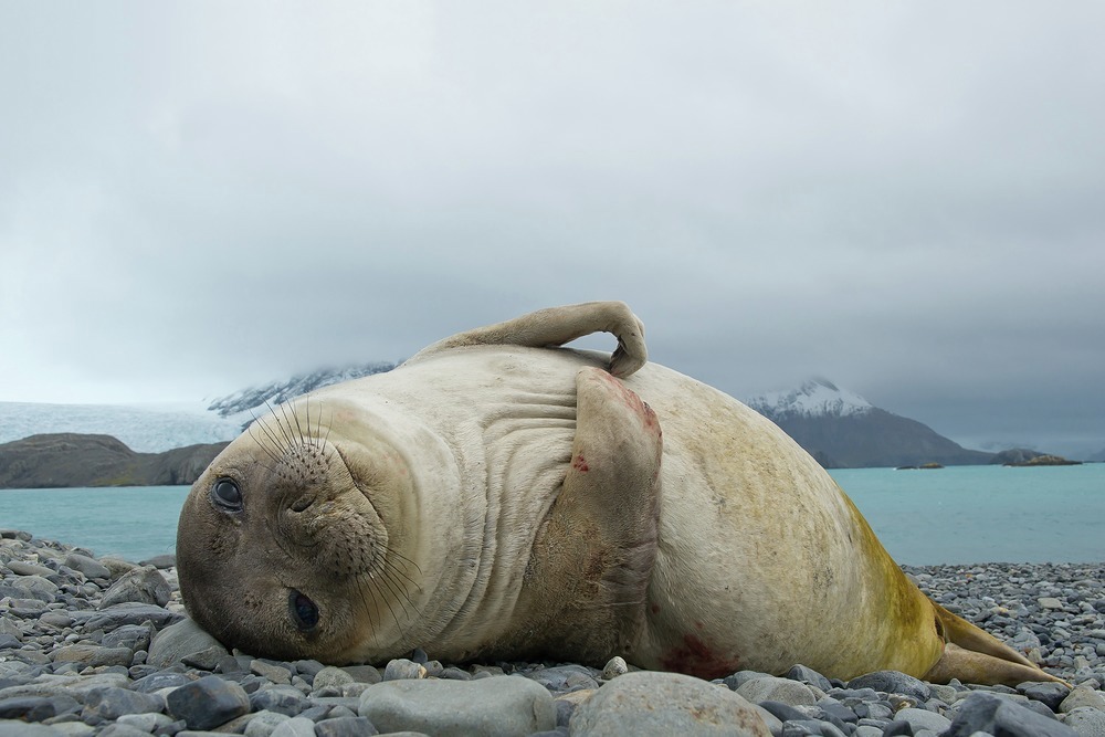 Male Elephant Seals are out lived by females, with female Elephant Seals living for over 20 years 