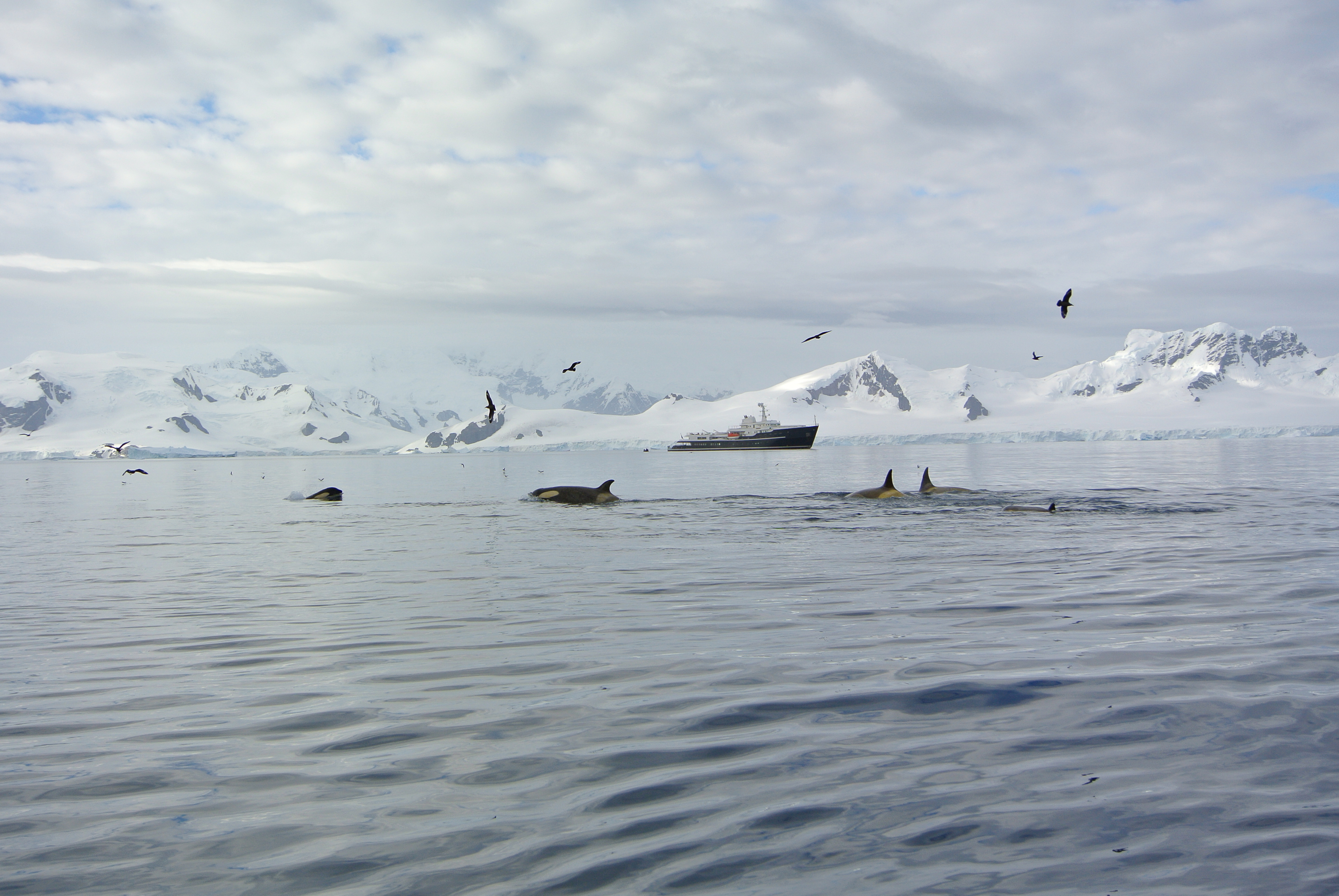 Antarctica