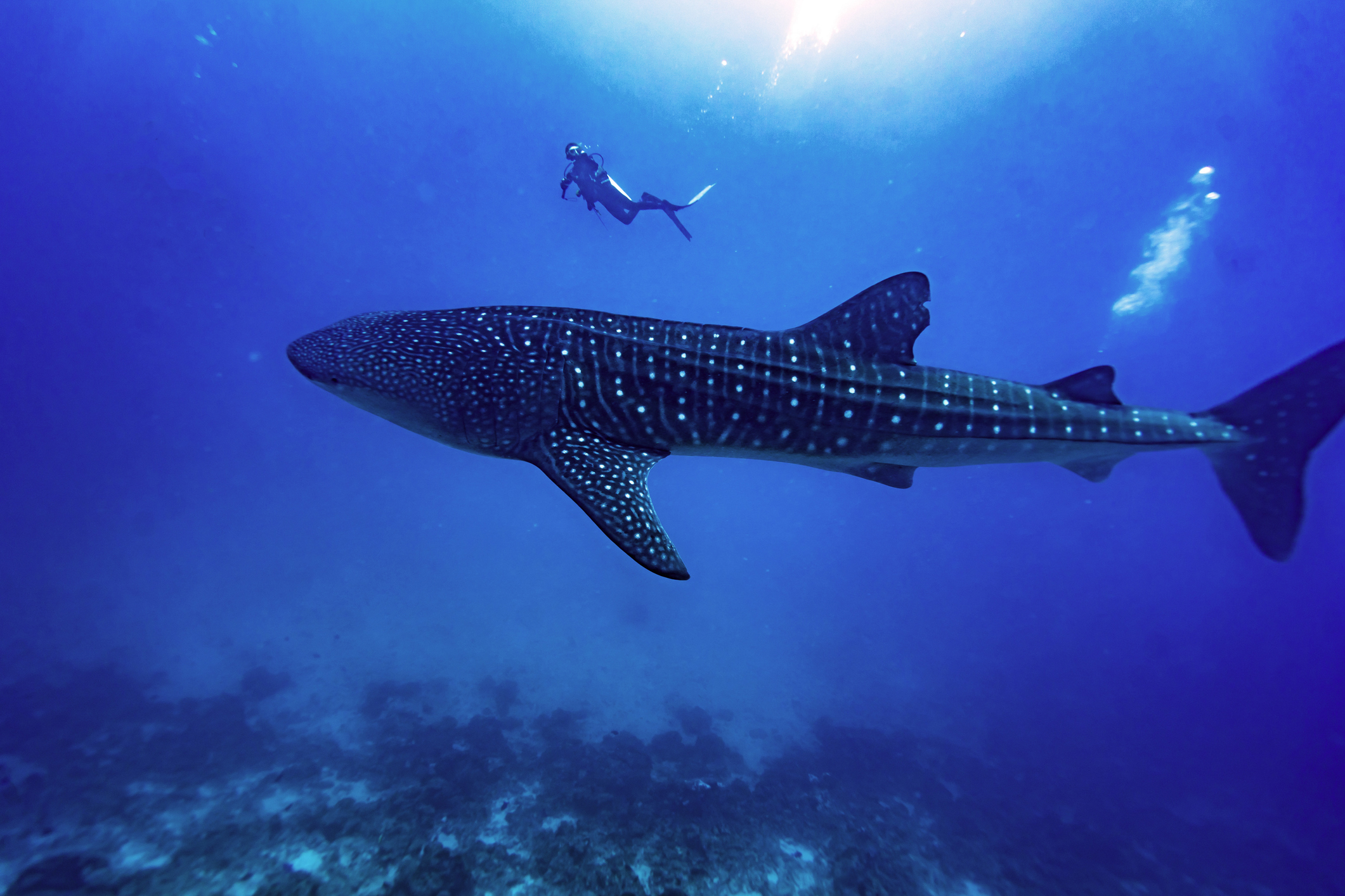 Whale shark diving