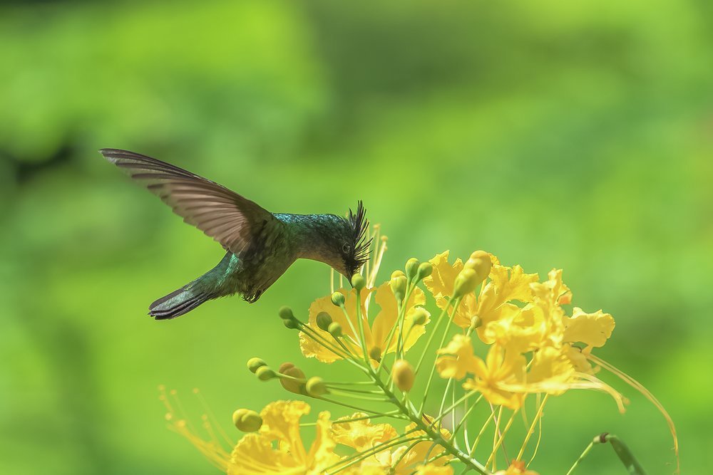 The Antillean crested hummingbird is just one of the natural wonders to look out for on a trek up to Mount Liamuiga's crater rim