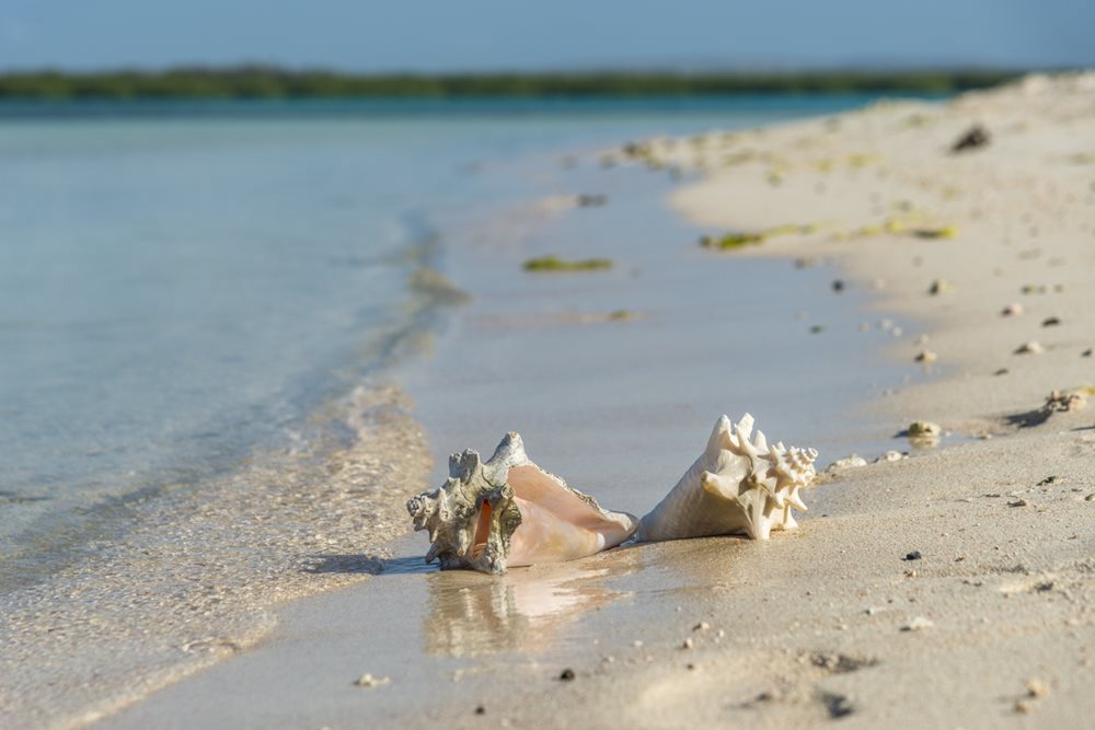 Keep an eye out for shells and starfish along the sandbars of Leeward Beach
