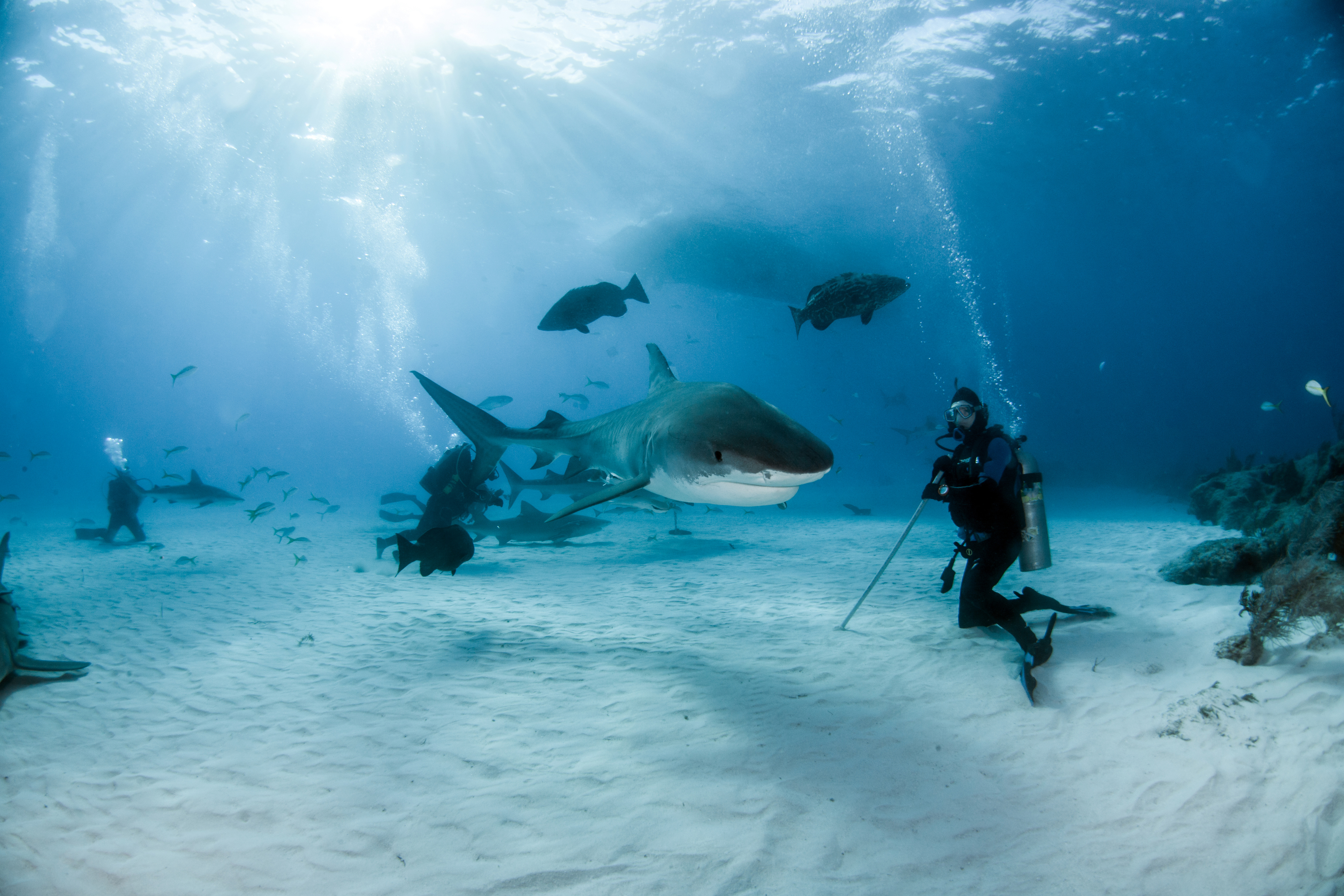 Tiger Beach diving