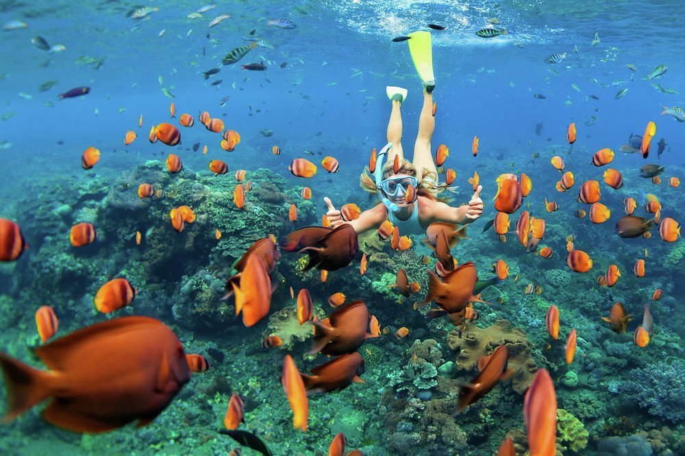 Vibrant reefs teem with colourful fish