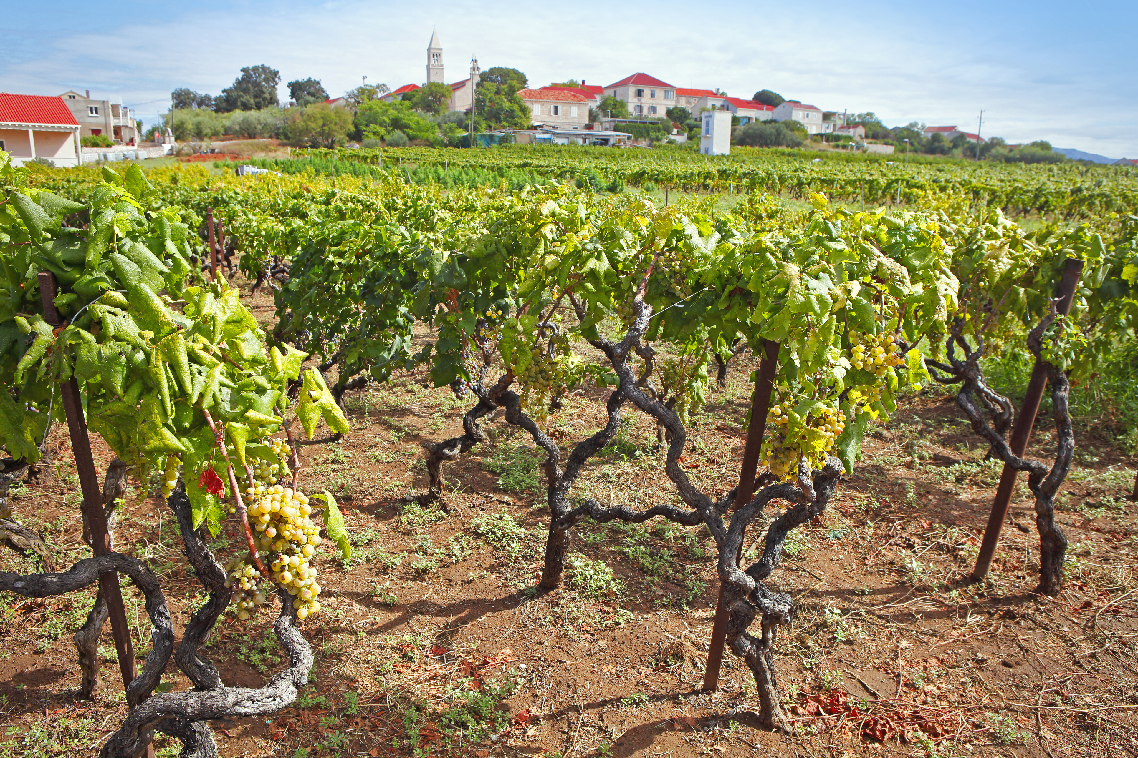 Croatia, Wine fields at Korčula