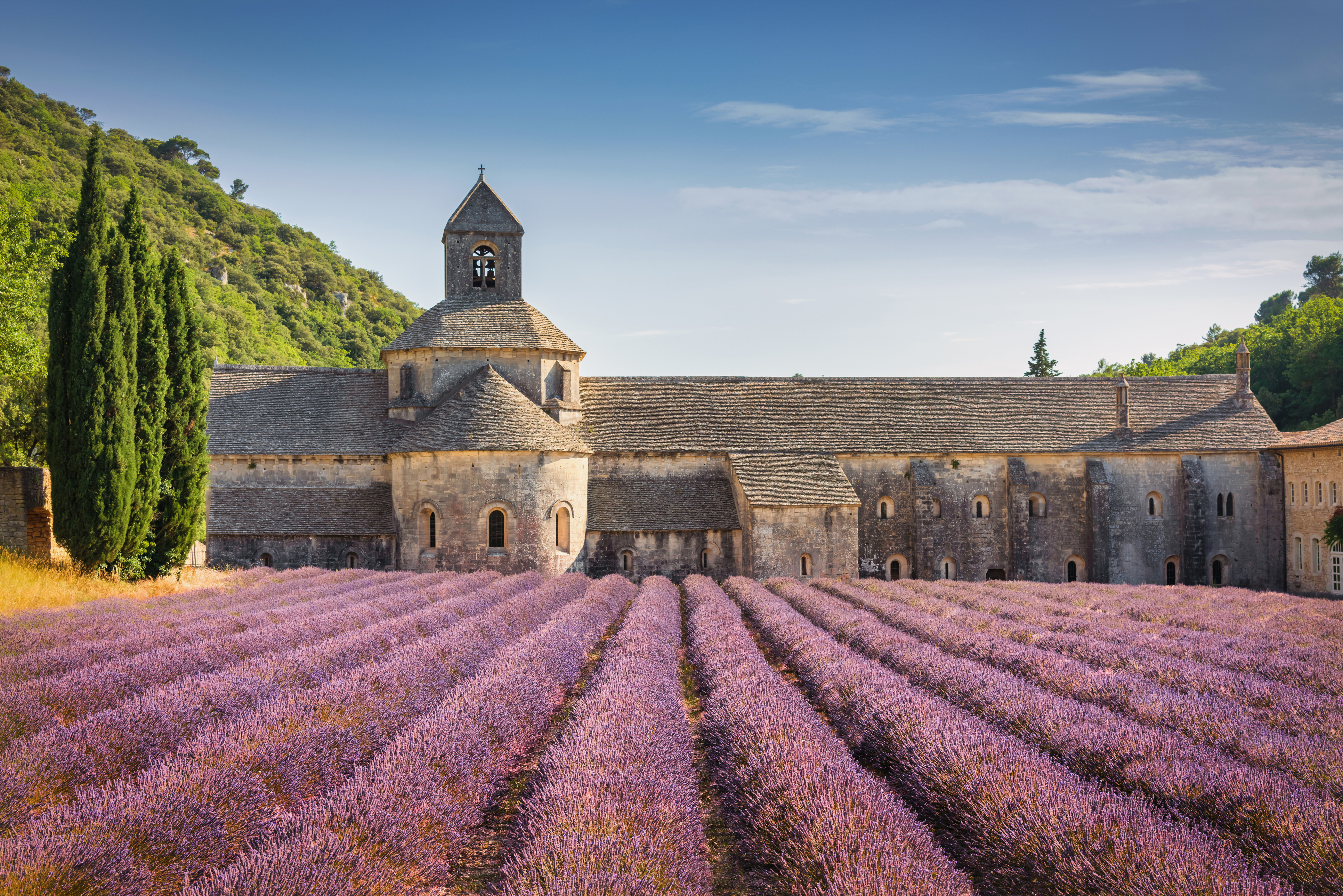 Lavender in Provence