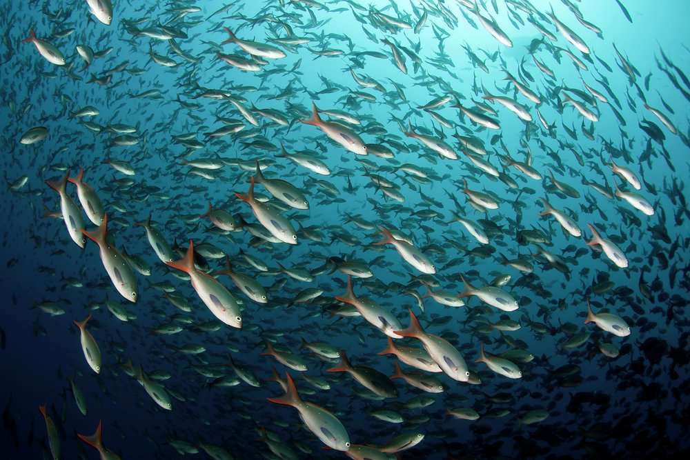 Those looking to explore the natural wonders of the Galapagos' marine world, like this school of Creole fish, will choose November or May when visibility below the surface is best