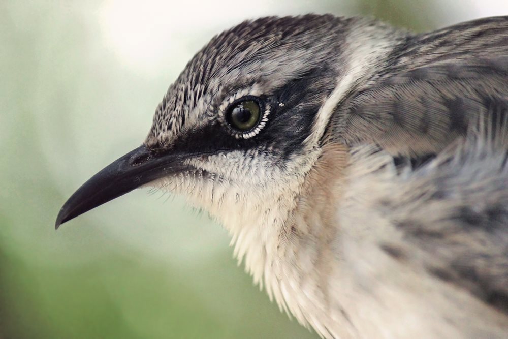 These small land birds are named after Charles Darwin, which 13 species are endemic to the Galapagos Islands