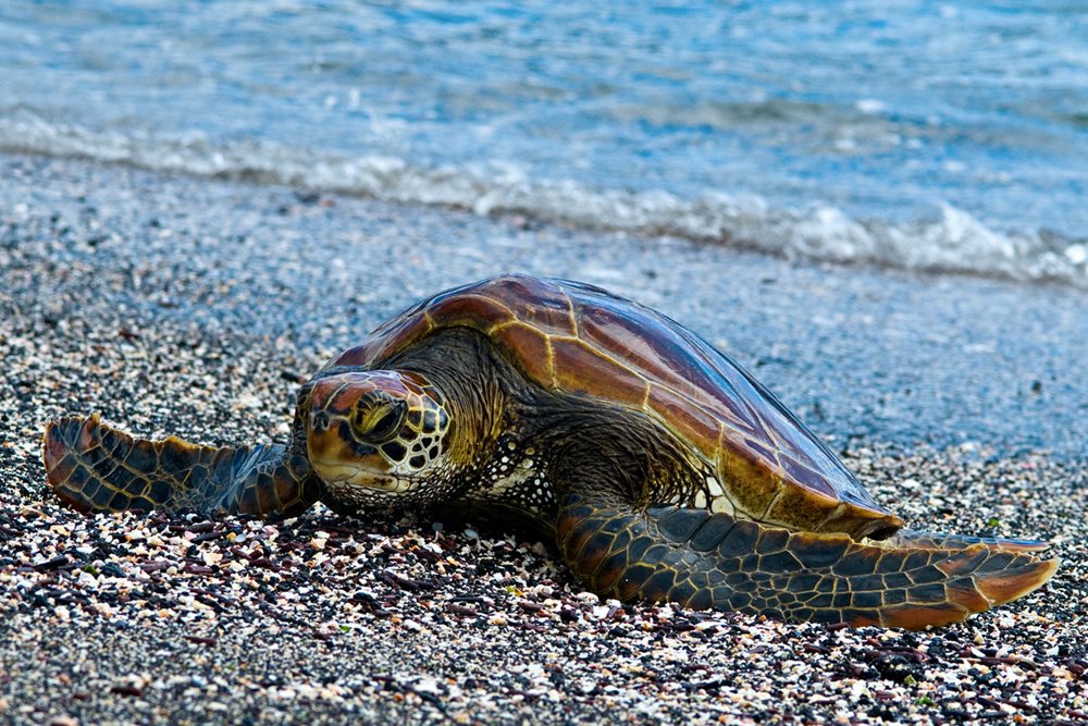 These wonderful creatures can be spotted on land and underwater
