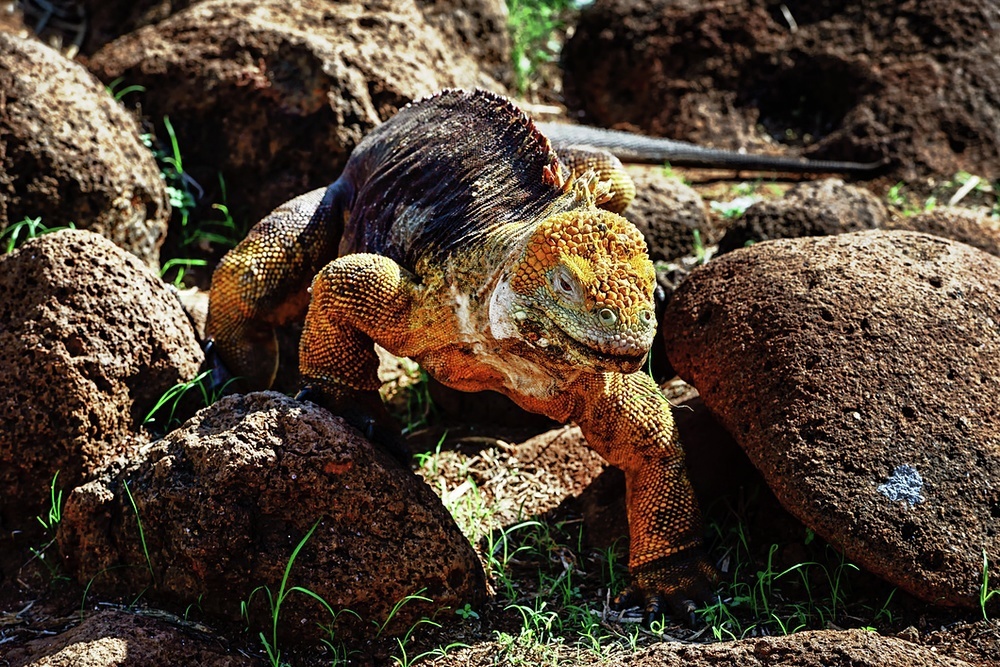 Feeding on berries, seeds, crabs and obtaining water from leaves and cacti