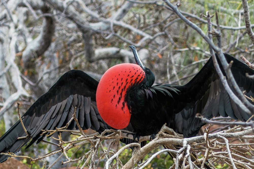 Be witness to the Magnificent Frigatebird's mating call