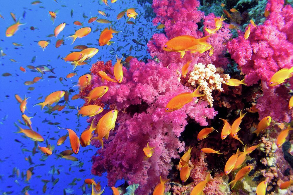 Protect and preserve the stunning corals reefs and underwater wildlife by banning single-use plastics on board 