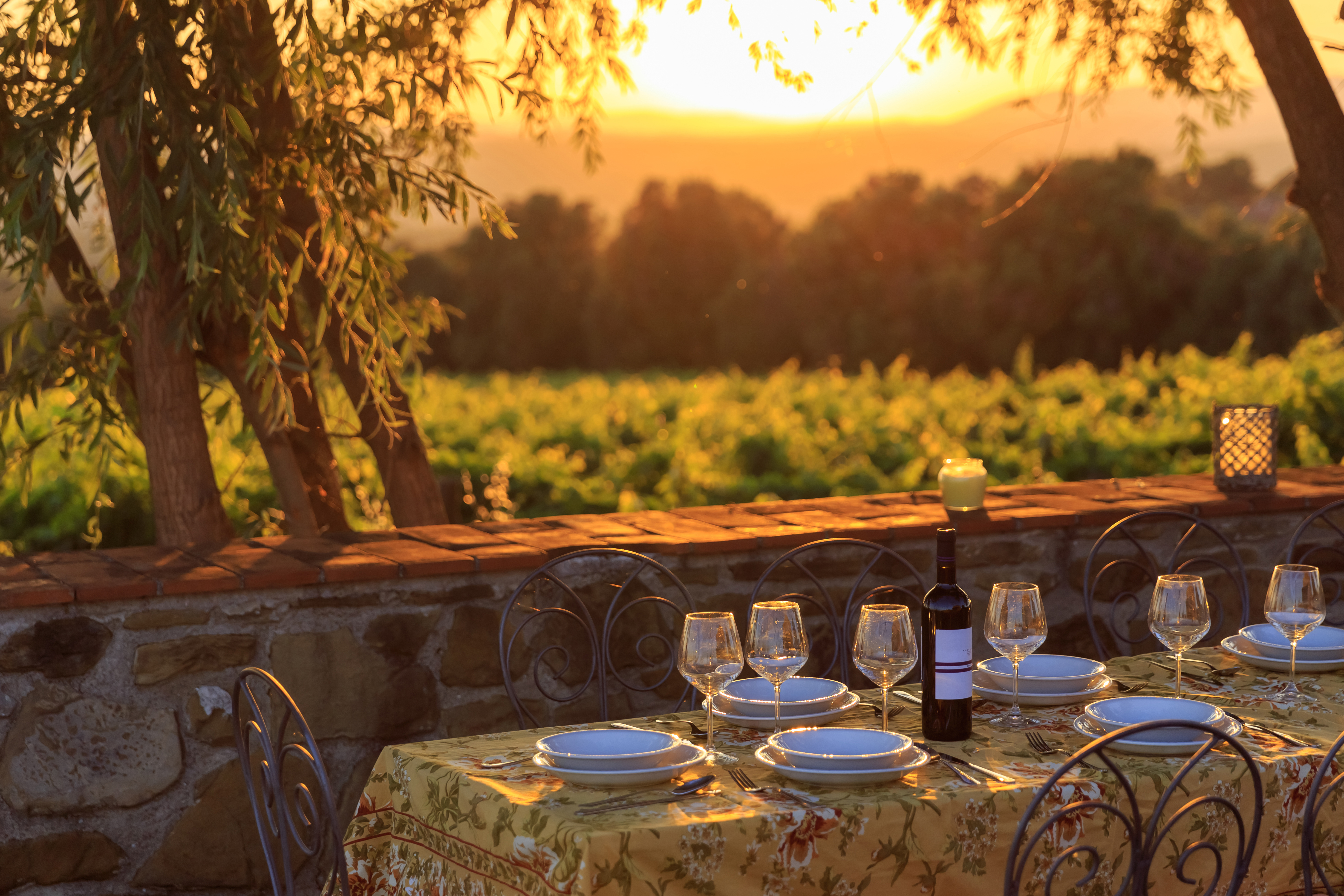 vineyard Italy