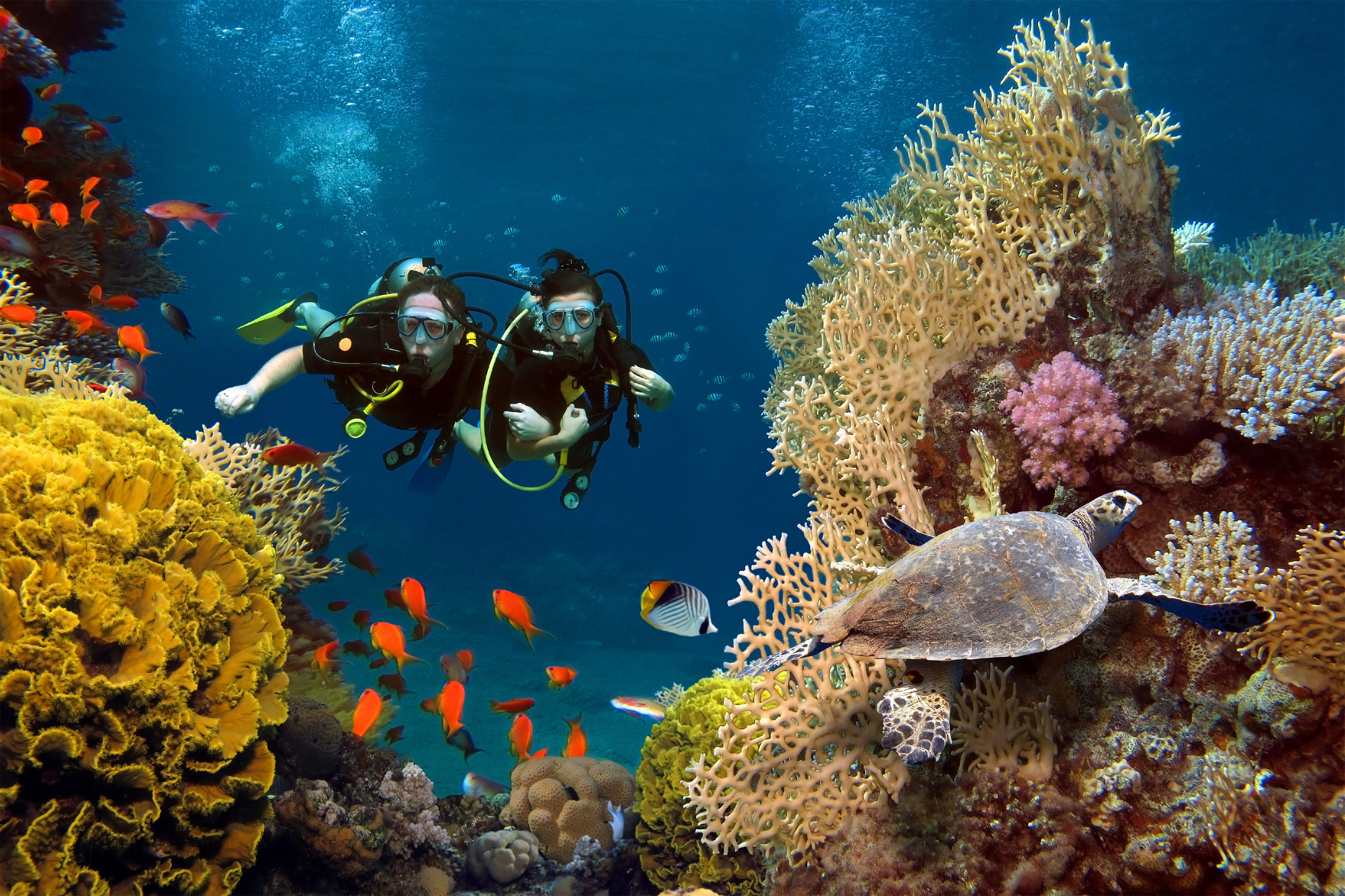 Coral diving Maldives