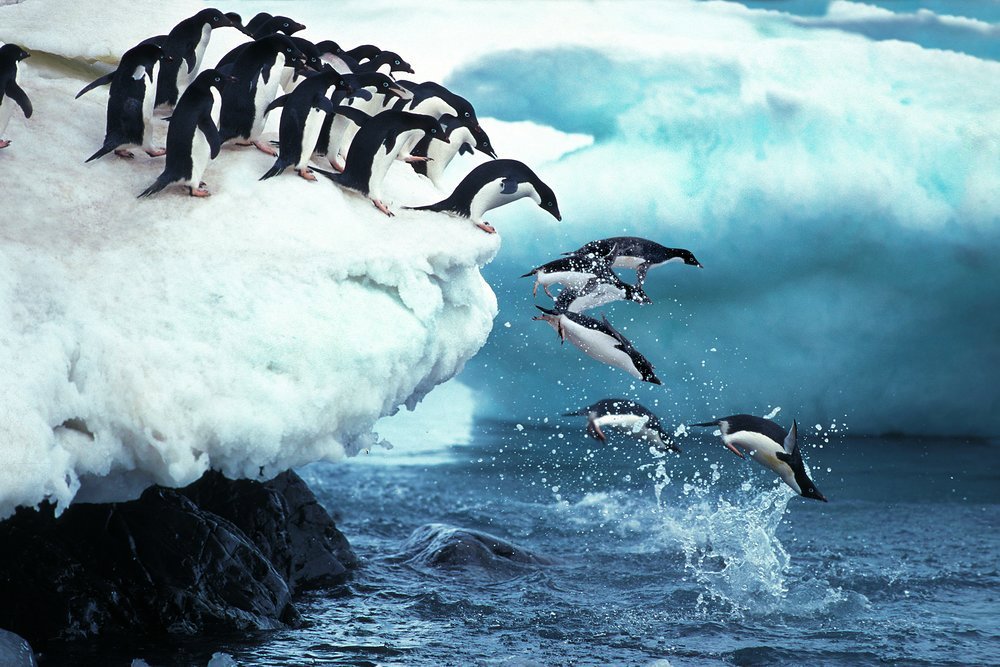 It's also home to colonies of Adélie, above, and Chinstrap Penguin