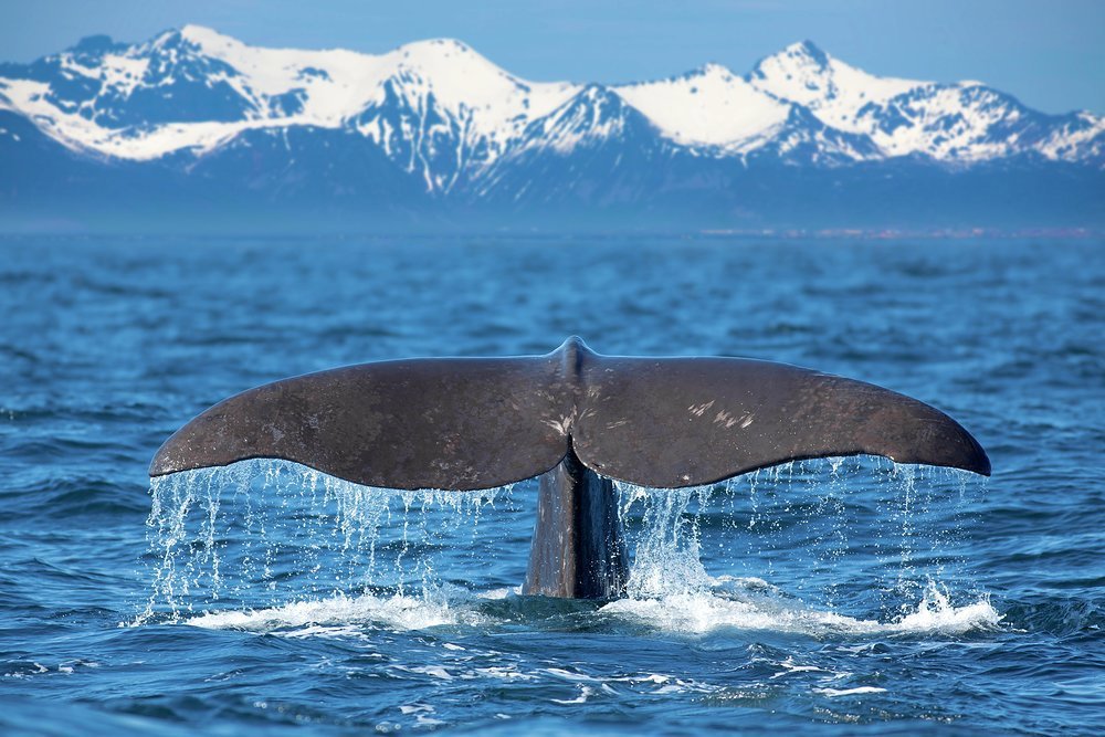 These nutrient-rich waters attract fish, which in turn attract whales