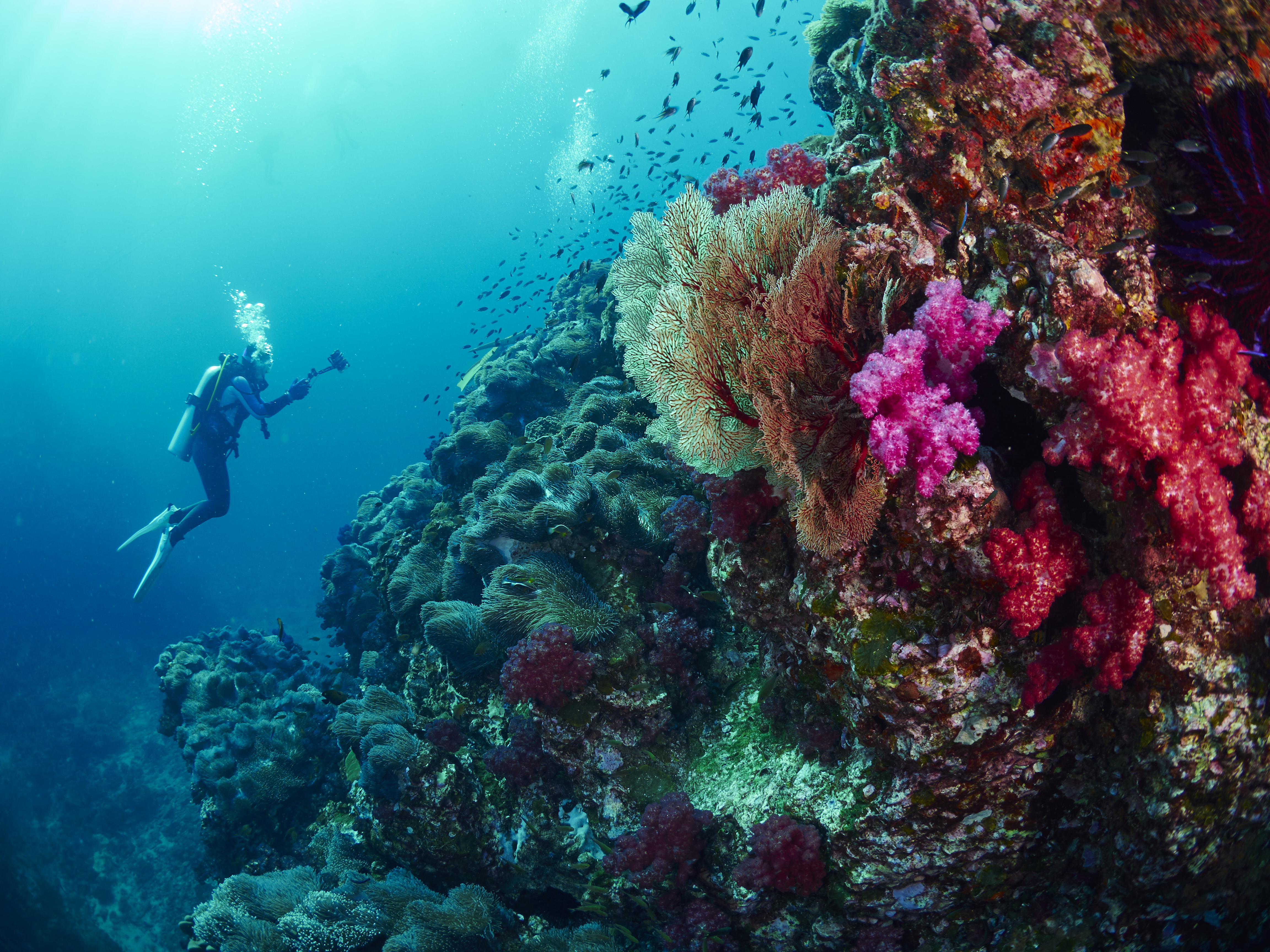 Diving Thailand