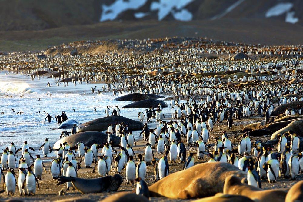 King penguins and elephant seals in their thousands share beaches around South Georgia's coast