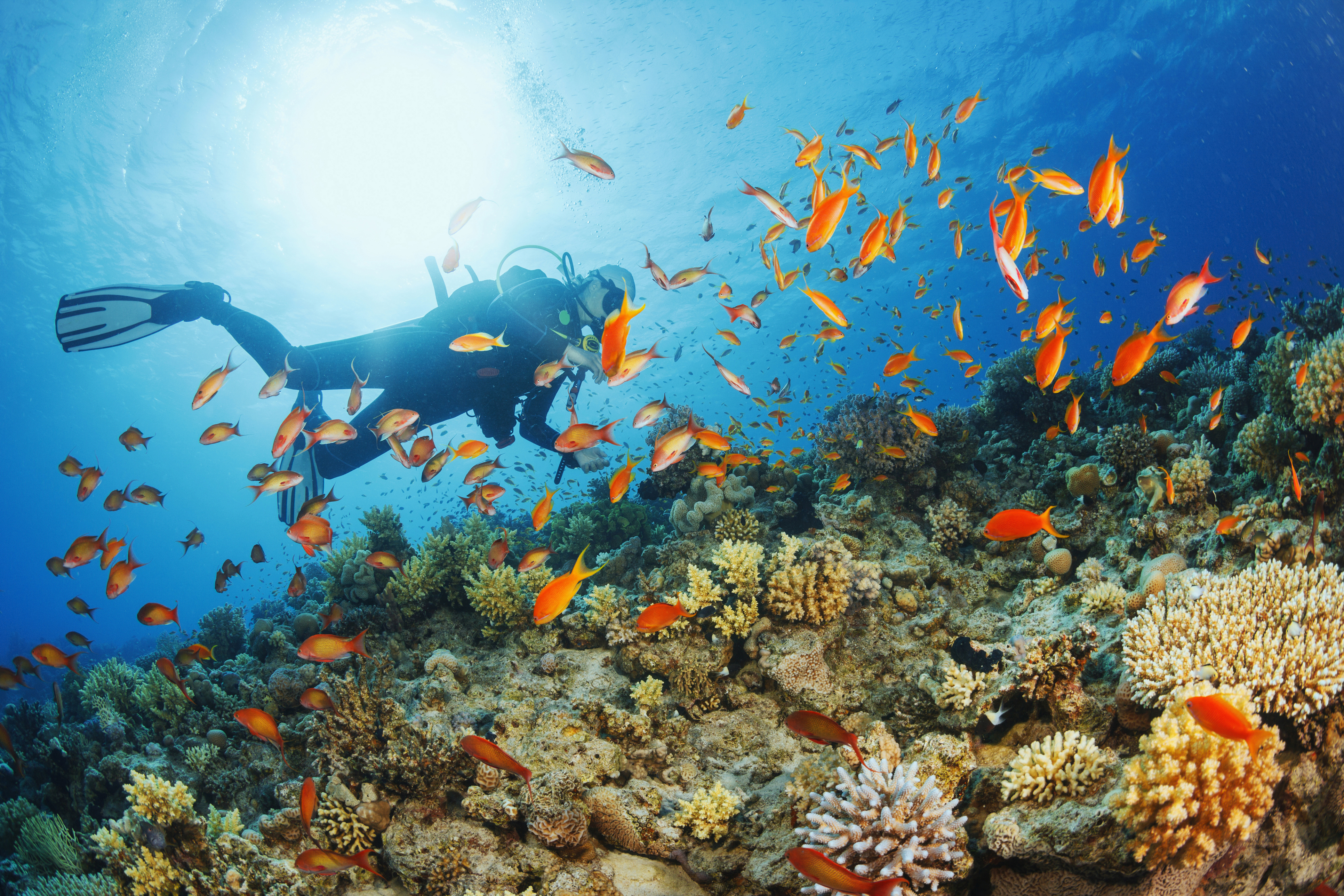 Diving
