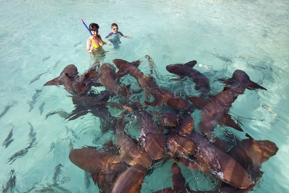 Swim with sharks and create unforgettable memories 