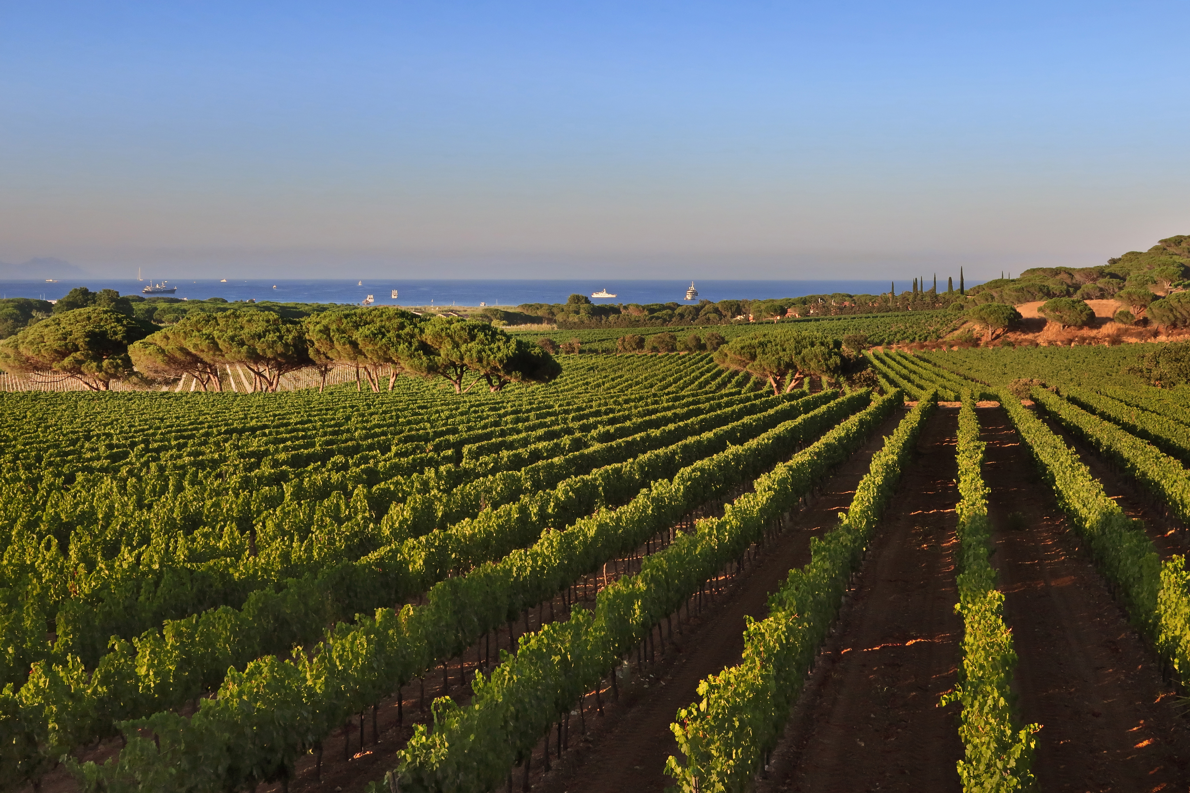Vineyard excursions