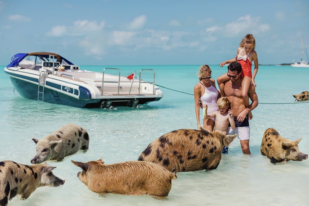 Tender ashore and experience swimming with pigs