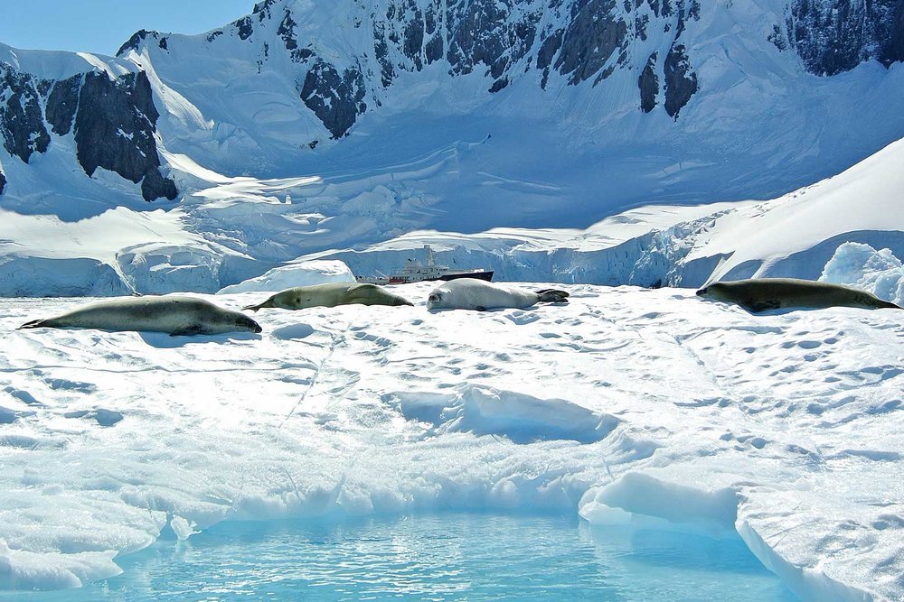 Leopard seals bask on ice floes in the sun