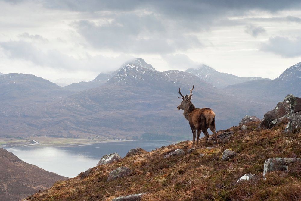 Stalking in the Highlands is an unforgettable experience