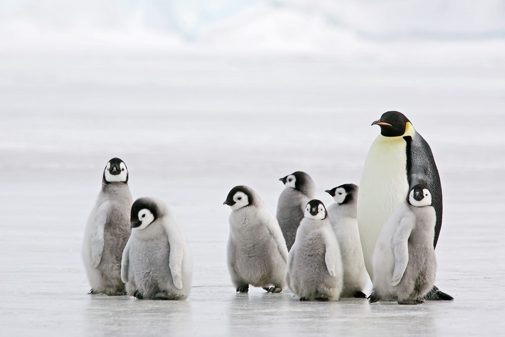 Meet your new neighbours