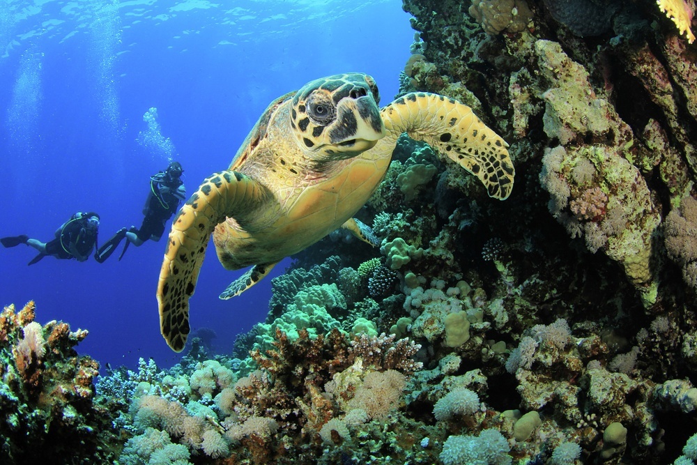 Get ready for a close encounter with amazing marine life