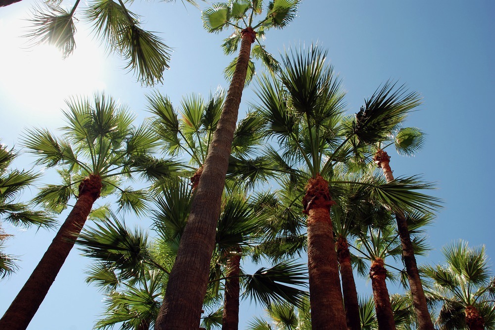 Cannes' beach clubs are a good start to your night out