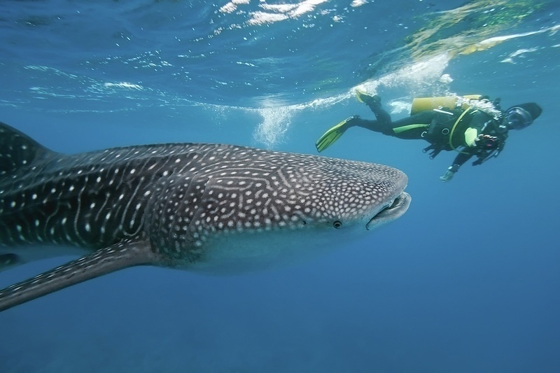 Diving in the Maldives is exceptional