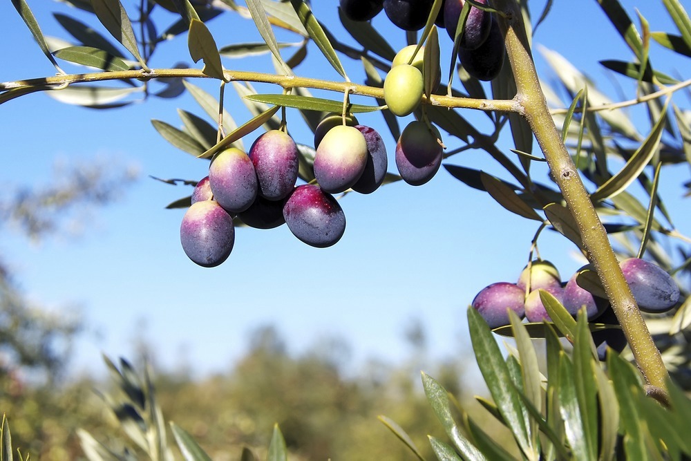 Discover the secrets of oilve oil tasting