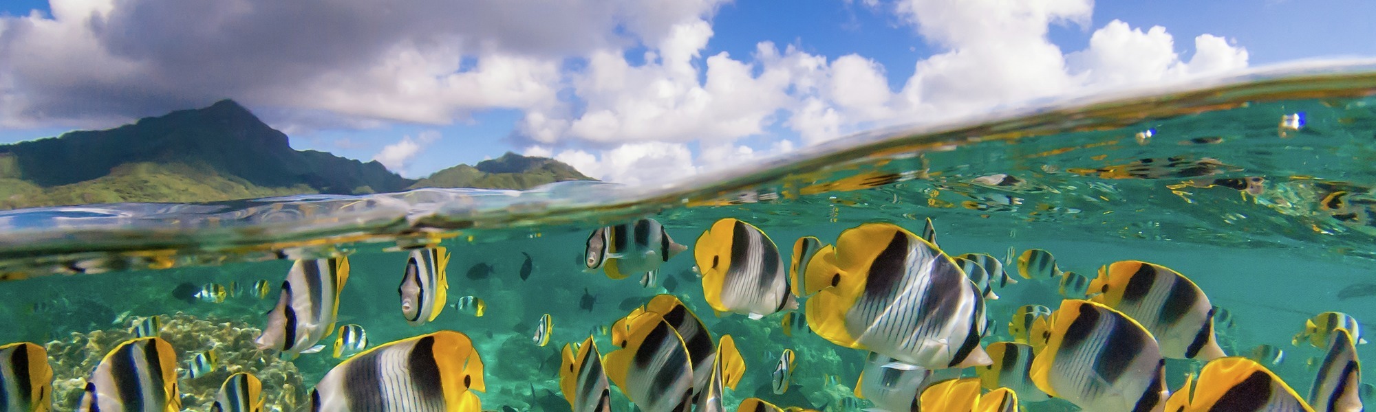 fish French Polynesia