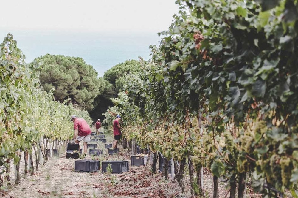 Vineyard in Barcelona, Spain