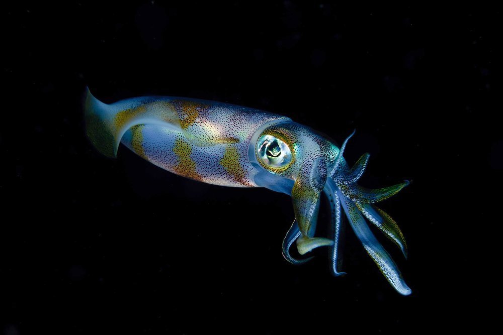 It's not just about the big stuff, smaller organisms like this tiny iridescent squid also fascinate