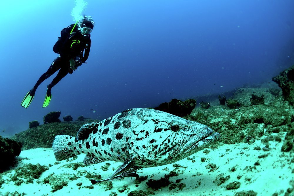 The Lavezzi archipelago has many wonders below the water for divers and snorkellers