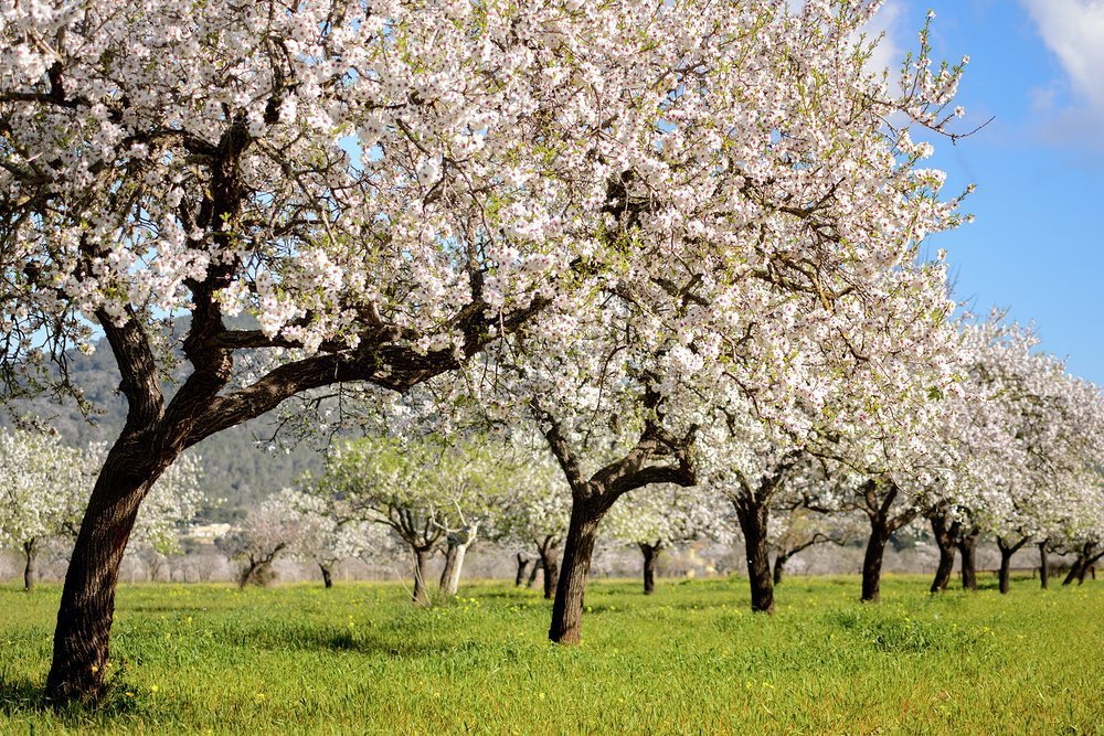 February sees Ibiza's almond trees in picturesque bloom