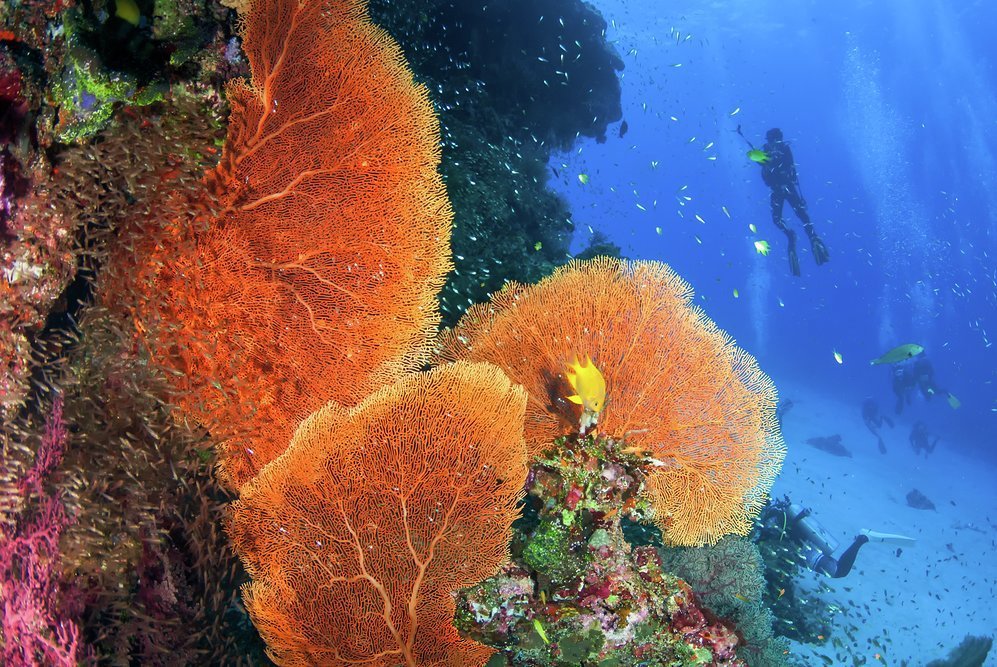 The diving in South East Asia is some of the best in the world