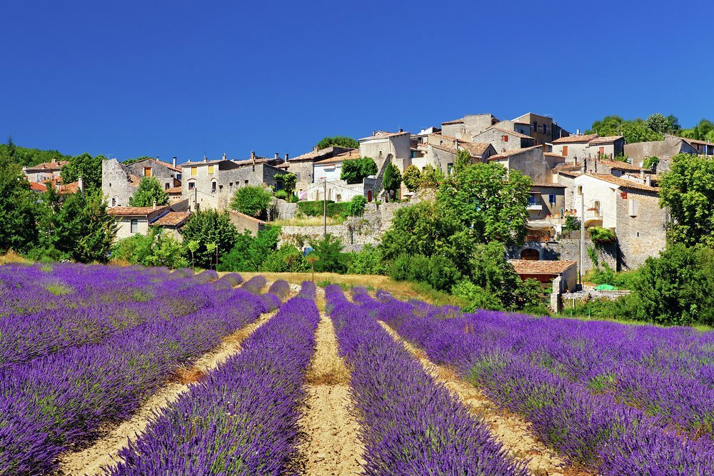 Fragrant fields of lavender in Céreste, Alpes-de-Haute-Provence