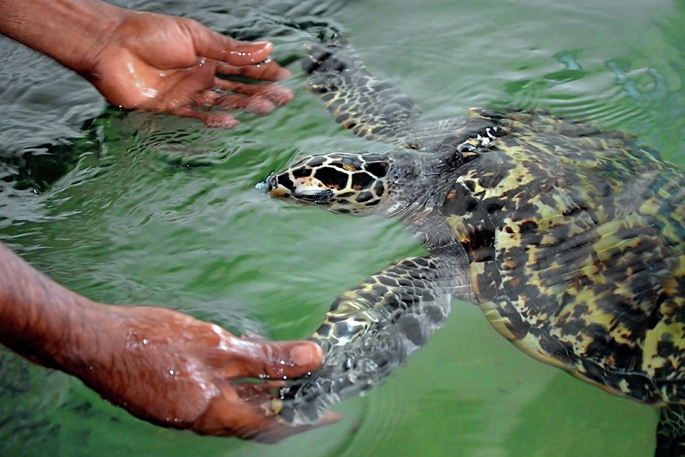 Rescued turtles are nursed back to health here
