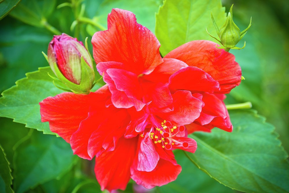 Red Hibiscus is just one of the wonders you can find at St Vincent’s Botanical Gardens 