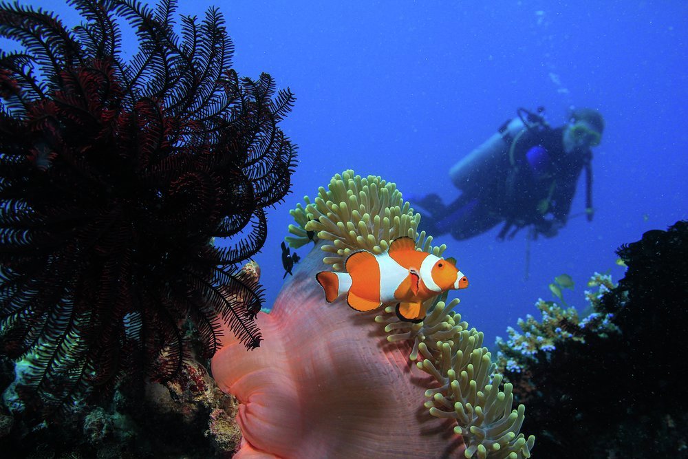The Great Barrier reef is renowned for its diving and it is the largest dive site in the world 