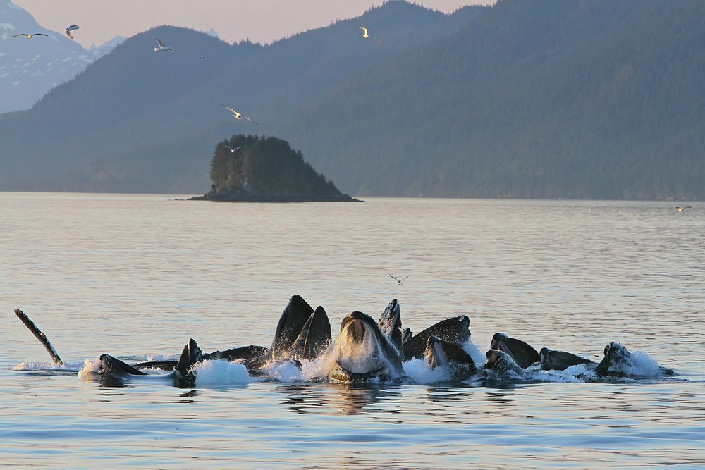 Humpback whales work together when bubble-net feeding