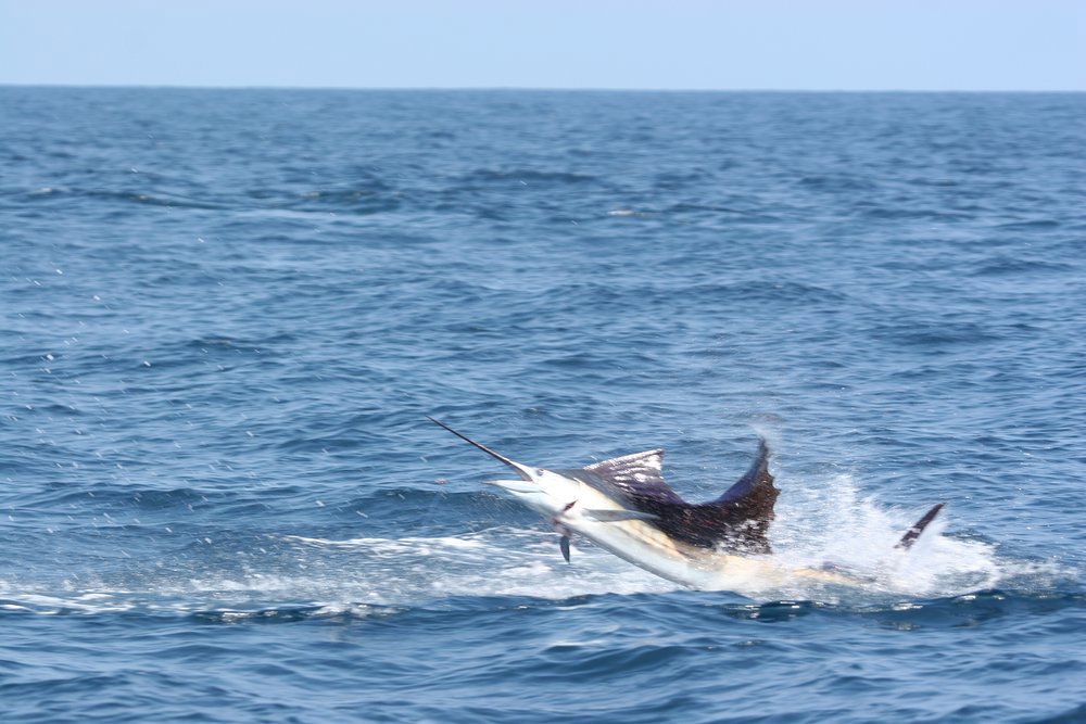 From reef fish to big game fish, choose your level of challenge
