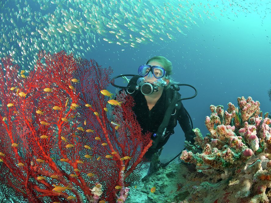 Maldives' unspoilt waters are teeming with bucket-list marine life