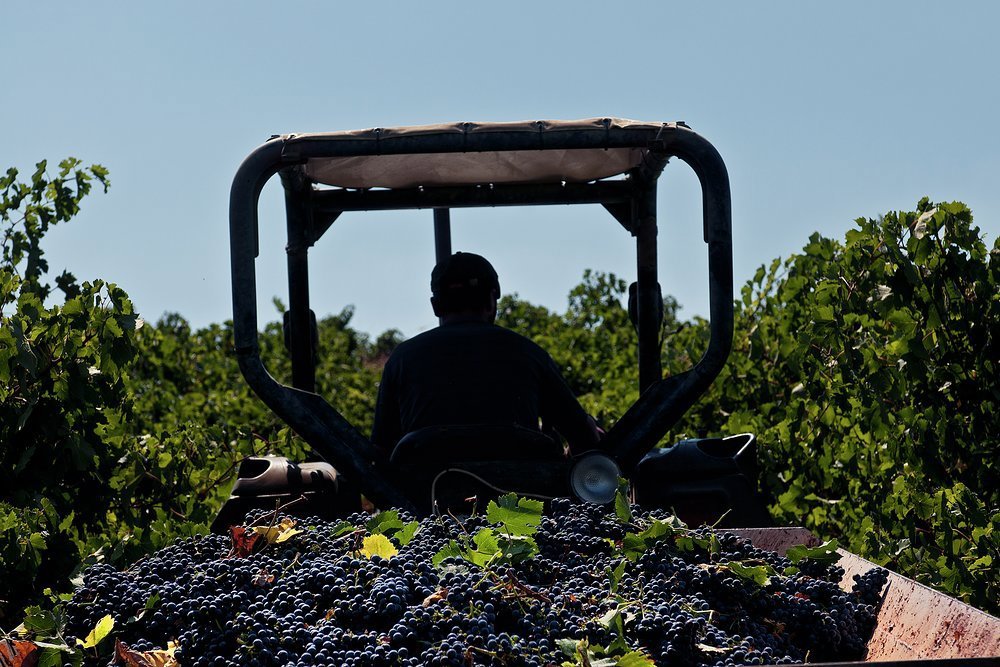 COS researches the origins of wine production
