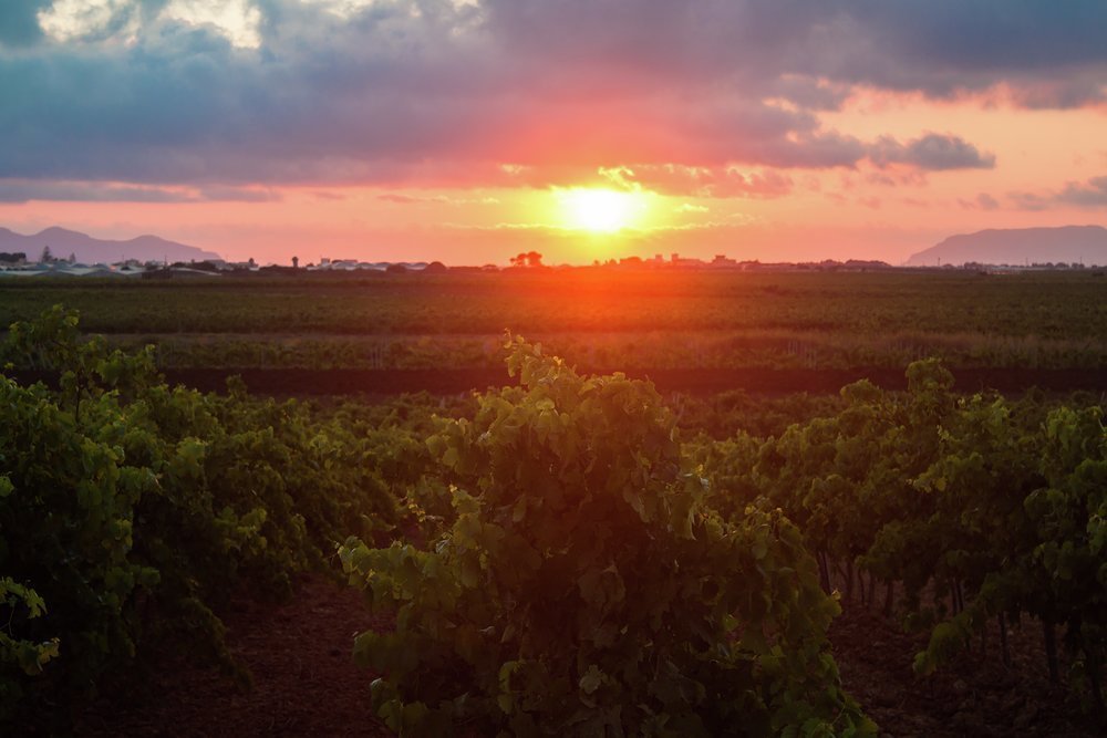 Vines on Etna's fertile slopes