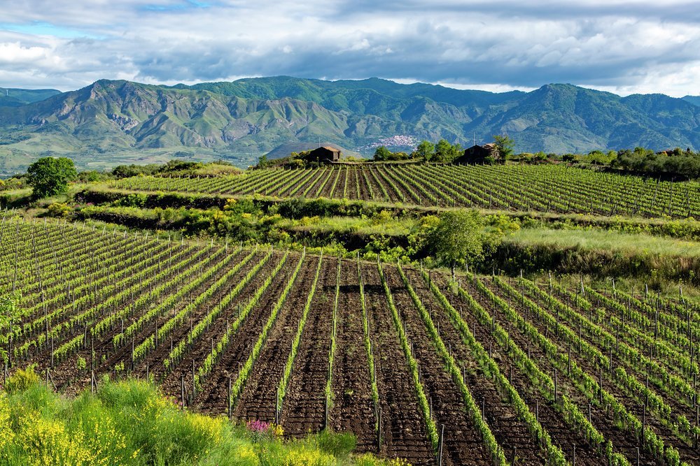 The slopes of Etna have rich volcanic soil